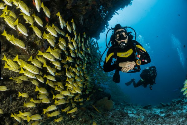 Quelle croisière offre des initiations à la plongée en apnée dans la barrière de corail en Belize?
